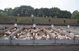 De Heus zet meer biologisch varkensvoer af