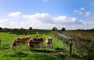 Jutjesriet bij Hasselt gaat terug naar boeren