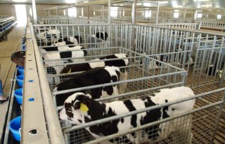 Dierenbescherming wil erkenning relatie kalf en melk