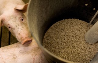 Minder fosfaat bij ontsloten graan in varkensvoer