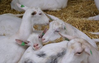 NVWA checkt dierenwelzijn geitenbokjes