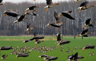 Zuid-Holland richt vizier weer op ganzen