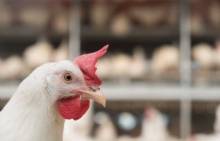 Pluimveehouders+kunnen+subsidie+krijgen+voor+salmonellavaccinatie+kippen