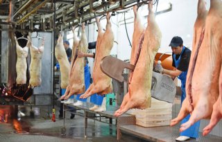 Duitsers roepen ook om stabielere varkensprijzen