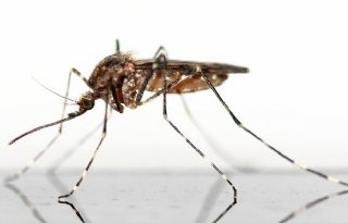 Kamervragen+over+aanpak+van+gevaarlijke+muggen