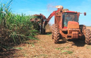 Suikersector Brazilië somber over rendement suikerriet