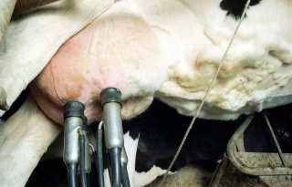 'Uiergezondheid Nederlandse koe nog nooit zo goed'