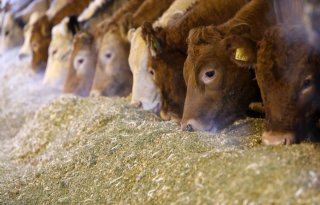 Opkoopregeling voor maximaal tien Zuid-Hollandse veehouderijen