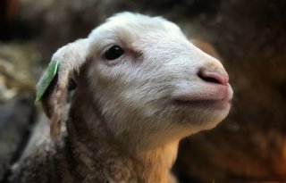 'Gesteriliseerde' ram dekt koppel schapen