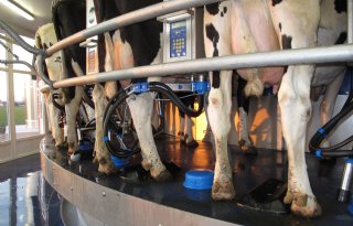 Melkprijzen stabiel na lichte daling