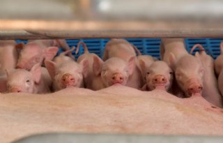 Europese prijs voor Nederlandse varkenshouders