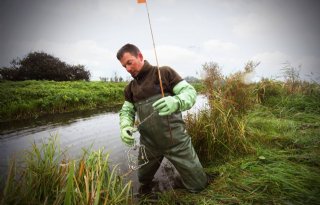 Waterschap Drents Overijsselse Delta vangt steeds minder ratten