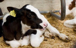 'Fraude zet duurzame imago melkveesector op spel'