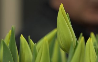 TV: Tulpenprijs schiet omhoog