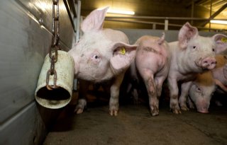 Rusland binnen tien jaar in top 5 varkensexporteurs