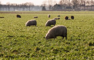 Honderd drachtige schapen gestolen in Groningen
