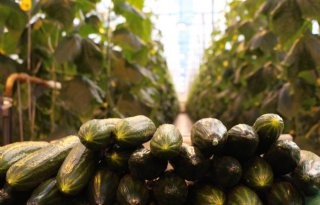 Tuinbouw wil handelsnormen groente en fruit behouden