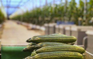 Wedstrijd: autonoom komkommers kweken