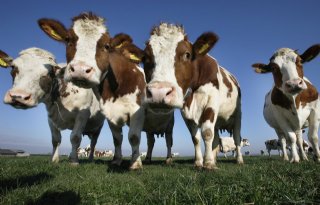 Meer vraag naar biologische melk dan Nederlands aanbod