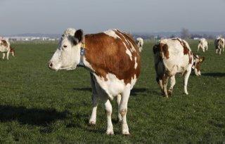 Gekleurde oorring geeft stierkeuze voor koe aan