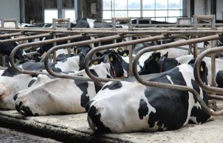 Kwart melkveehouders wil meer fosfaatrechten