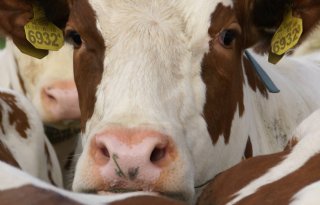 TV: Veearts verwijdert tyloom bij koeien