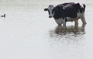 LLTB wil hoogwaterprotocol vee-evacuatie actualiseren