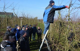 Zoeken+naar+evenwicht+in+pruimenboom