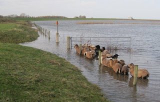 Hollandse Delta betrekt agrariërs bij aanpak wateroverlast