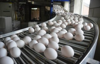 Boeren doneren eieren aan voedselbank tijdens Wereldeidag