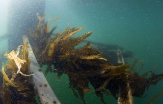 LTO Noord ziet perspectief voor zeewierteelt