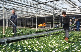 %27Raar+en+slecht+seizoen+voor+kwekers+tuinplanten%27