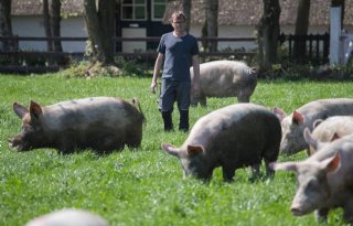 Biologische varkenshouders vragen overheid keuzes te maken