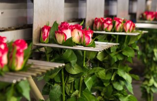 Dutch Flower Group haalt Parfum Flower Company binnen