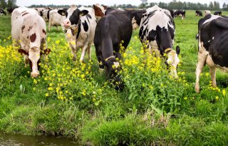 Zieke koe stoot meer broeikasgassen uit