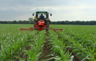 Laatste testjaar voor onderzaai gras in mais