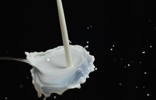 CRV: levensproductie melk neemt toe