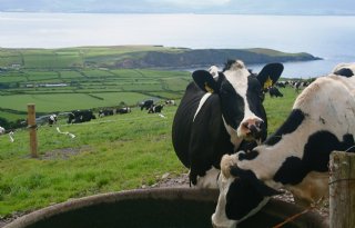 Kostprijs Ieren inspireert veehouderijleerlingen