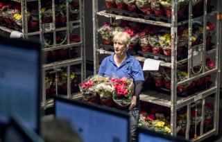 'FloraHolland verdient miljoenen aan plantentray'