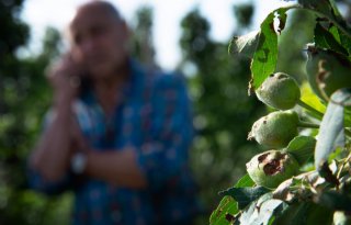 TV: Hagel treft Limburgse fruittelers