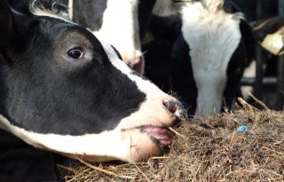Dierenarts stelt vaker diagnose fosfortekort bij koeien