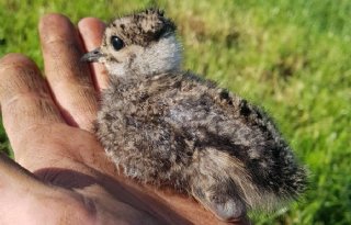 Friese vogelwachten starten petitie tegen weidevogeljacht