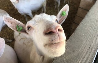 I&amp;R geiten per 1 november aangescherpt
