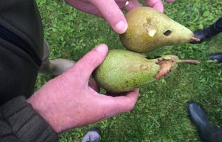 Utrechtse fruittelers krijgen oude pikschade vergoed