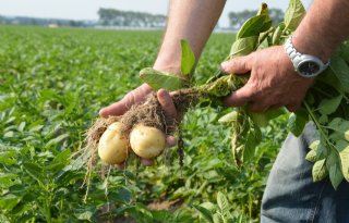 Europese aardappeltelers vrezen droogte