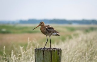 Minder weidevogels in Noord-Holland