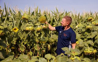 Zonnebloemen+in+Lochem+maken+boer+en+burger+blij