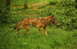 Flink meer wolvenschade in Nederland