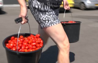 Teler deelt verloren tomatenoogst gratis uit