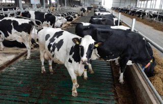CRV gaat voeropname 1.600 koeien meten